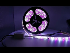 Multi Colours LED Ribbon Lights Flexible SMD RGB+W